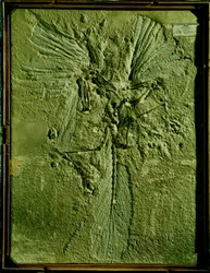 Cast of Archaeopteryx Lithographica
